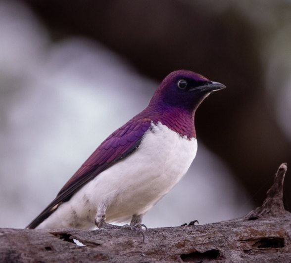 A Violet-backed starling perches on a branch.