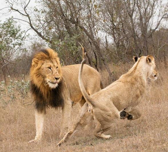 Guests at Sabi Sabi were able to watch the courting and mating process in the two lions. 