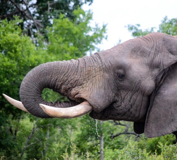A bull elephant takes a drink from a small waterhole. A bull elephant takes a drink from a small waterhole.