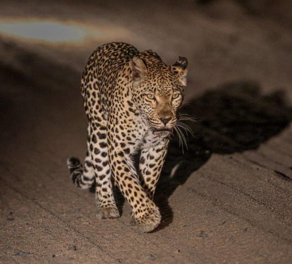 Ntsumi female leopard following Khulwana's scent trail.