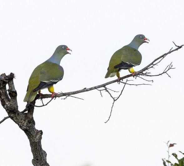 Sabi Sabi Benjamin Loon Green Pigeon