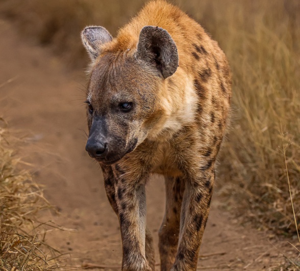 Sabi Sabi Ruan Mey Hyena Walking Sabi Sabi Ruan Mey Hyena Walking