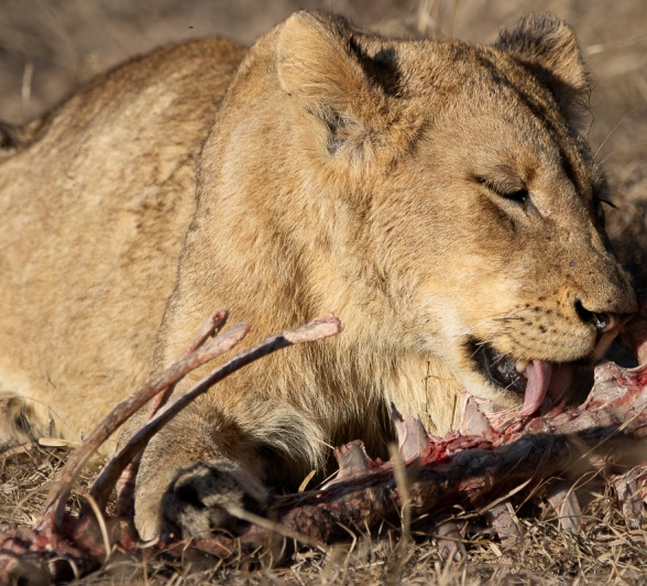 Sabi Sabi Ronald Mutero Msuthlu 2 Sabi Sabi Ronald Mutero Msuthlu 2