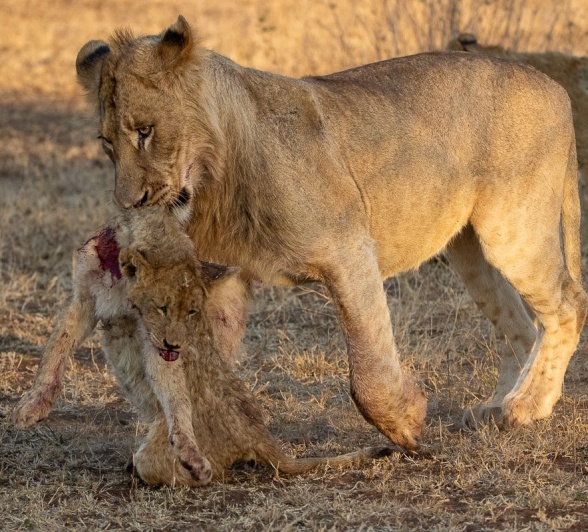 A lioness from a dominant pride in the Sabi Sands carries away her dead cub. A lioness from a dominant pride in the Sabi Sands carries away her dead cub.