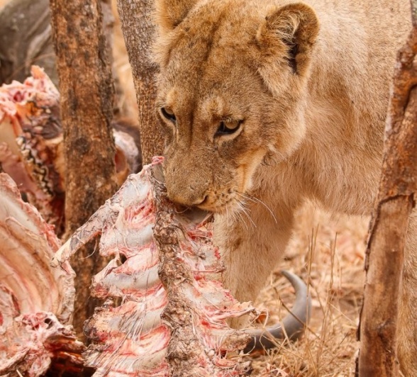 Sabi Sabi Jana Du Plessis Msuthlu On Kill Sabi Sabi Jana Du Plessis Msuthlu On Kill