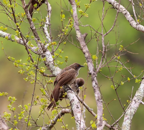 Babblers spotted in a tree.