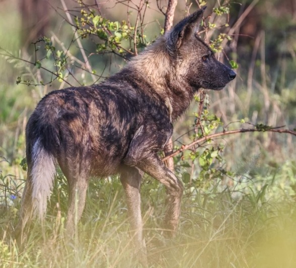 Sabi Sabi Ruan Mey Wild Dogs
