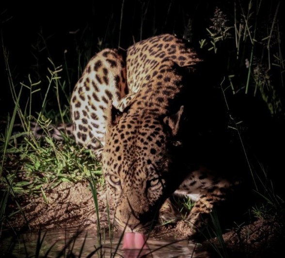 The Nsuku male leopard drinks from a waterhole at night. 
