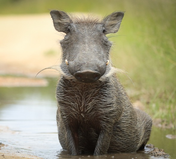A warthog sits in a pool of shallow water