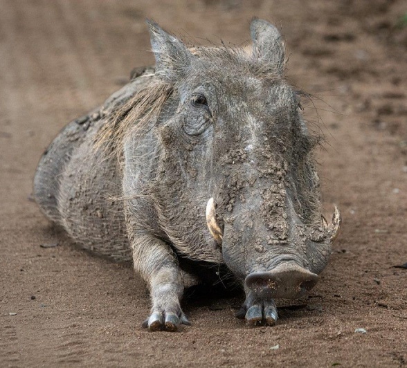 A37ronald Mutero   Warthog   02032023