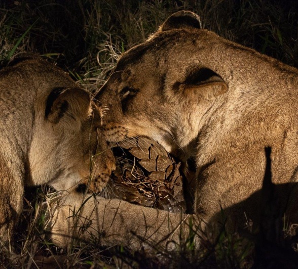 The solitary pangolin found itself in a sticky situation, between two hungry lionesses. 