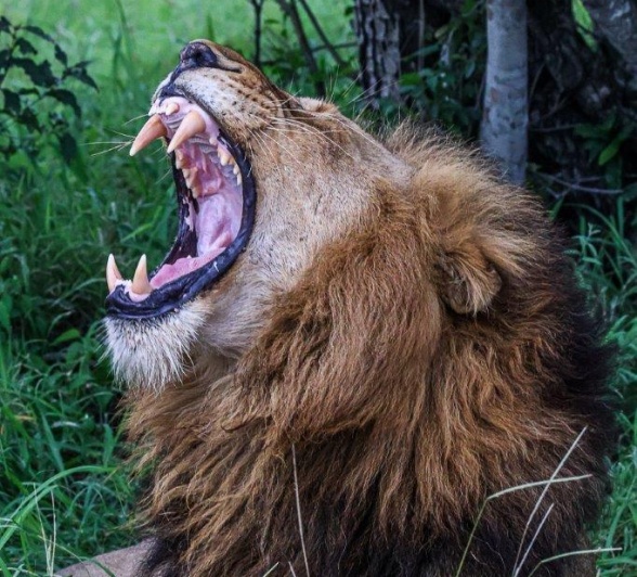 One of the Gijima male lions yawns. 