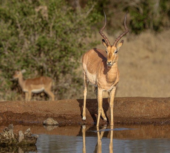 Sabi Sabi Ronald Mutero Impala Horns Sabi Sabi Ronald Mutero Impala Horns