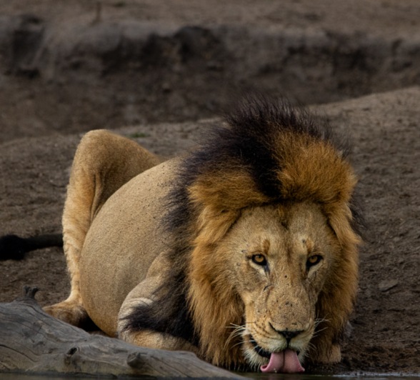 A male lion bending down to drink from a waterhole, his reflection mirrored on the water’s surface.