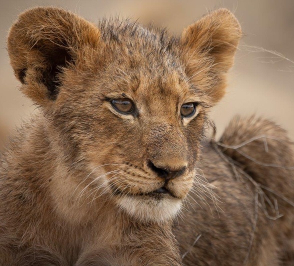 Sabi Sabi Jp Van Rooyen Msuthlu Cub Close Up Sabi Sabi Jp Van Rooyen Msuthlu Cub Close Up