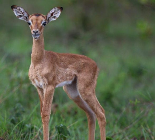 Sabi Sabi Ruan Mey Impala Newborn Calf Sabi Sabi Ruan Mey Impala Newborn Calf
