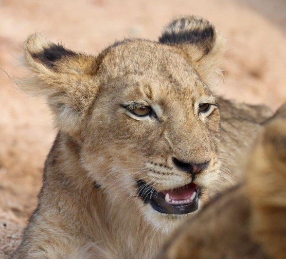 Sabi Sabi Jan Nel Styx Pride Cub Face Sabi Sabi Jan Nel Styx Pride Cub Face