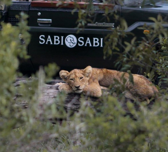 Sabi Sabi Ruan Spies Msuthlu Pride Cub Sabi Sabi Ruan Spies Msuthlu Pride Cub