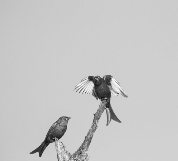 Sabi Sabi Ronald Mutero Fork Tailed Drongo