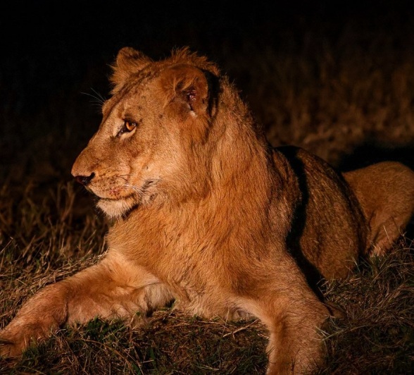 Sabi Sabi Ruan Mey Msuthlu At Night