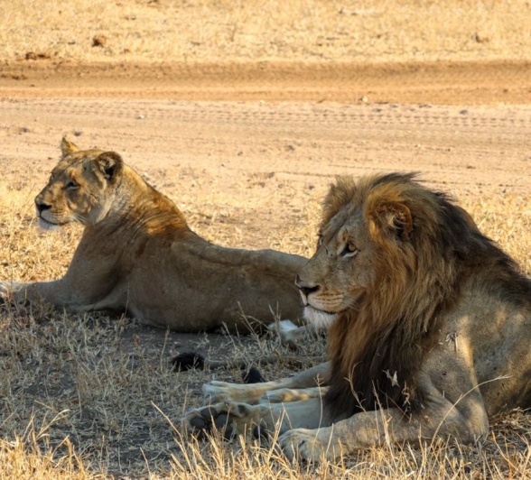Sabi Sabi Jan Nel Gijima Kambula Sabi Sabi Jan Nel Gijima Kambula