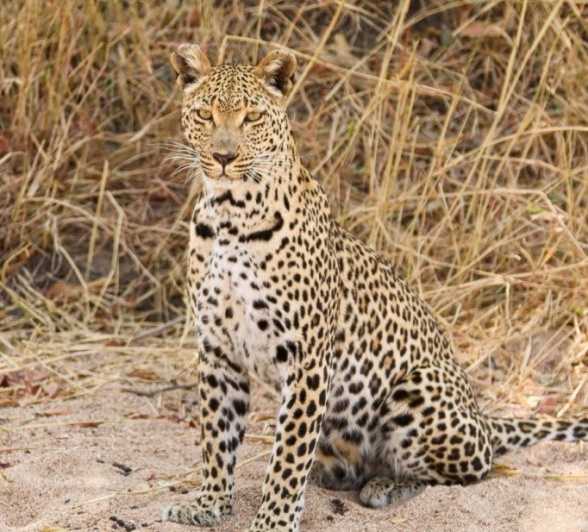 Sabi Sabi Jana Du Plessis Ntsumi Sabi Sabi Jana Du Plessis Ntsumi