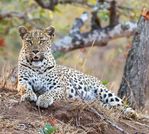 Sabi Sabi Jana Du Plessis Golonyi Leopard Female Sabi Sabi Jana Du Plessis Golonyi Leopard Female