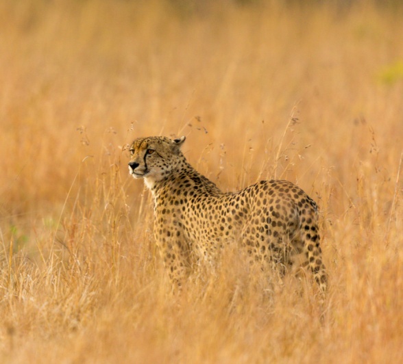A cheetah is spotted in the long dry grass during a game drive. 