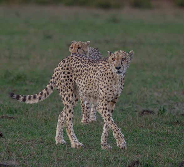 Sabi Sabi Ruan Mey Two Cheetahs