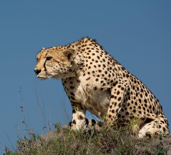 Following the alarm calls of impalas, we found a female cheetah hunting. Following the alarm calls of impalas, we found a female cheetah hunting.