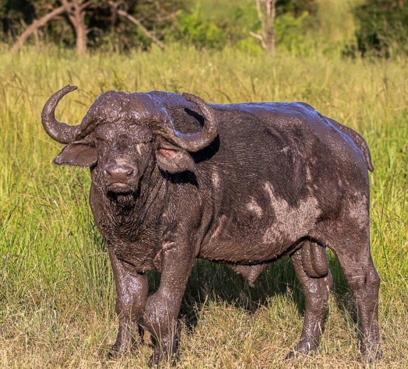 As the mud dries, it also suffocates ticks and other parasites on a buffaloes body, thus cleaning themselves off. As the mud dries, it also suffocates ticks and other parasites on a buffaloes body, thus cleaning themselves off.