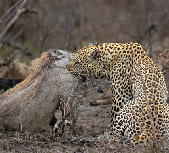 The last few moments of the hunt, capturing the tense atmosphere as the leopard makes its final move. The last few moments of the hunt, capturing the tense atmosphere as the leopard makes its final move.