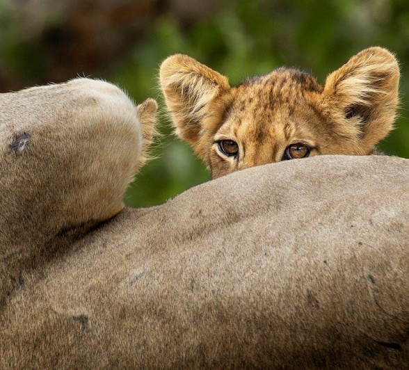 Sabi Sabi Benjamin Loon Lion Cub Over Mother Sabi Sabi Benjamin Loon Lion Cub Over Mother