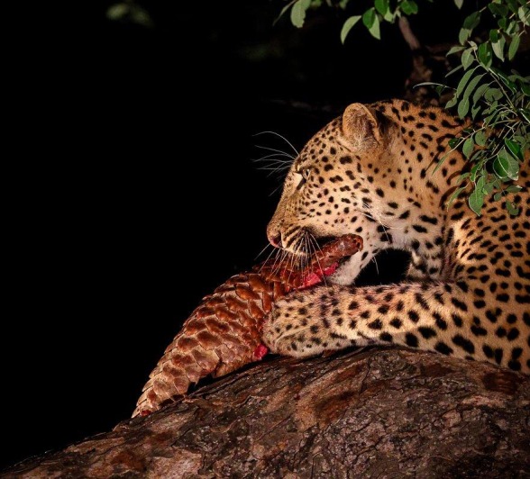The leopard named Nkuwa sits in the tree with his latest meal, a Temminck's pangolin.