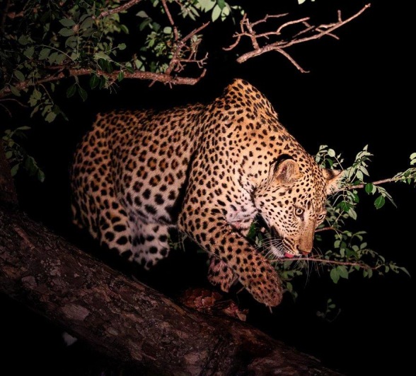 Nkuwa the leopard perches high, guarding his kill, a ground pangolin.