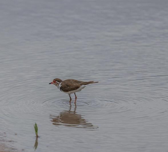 Sabi Sabi Ruan Mey Plover Sabi Sabi Ruan Mey Plover