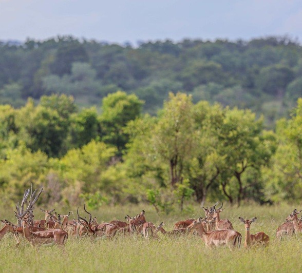 Sabi Sabi Ruan Mey Impala