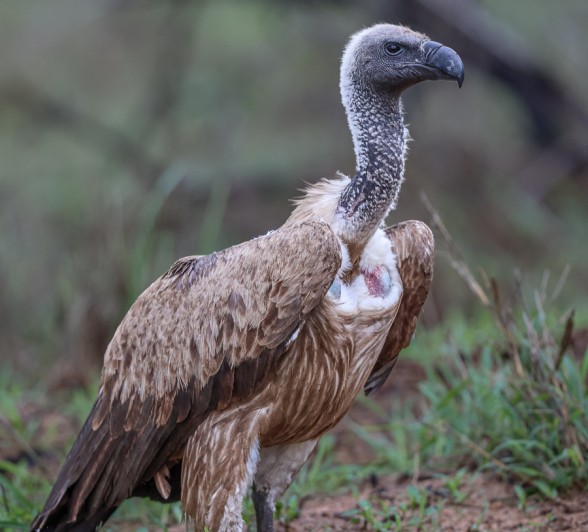 A Cape vulture. A Cape vulture.