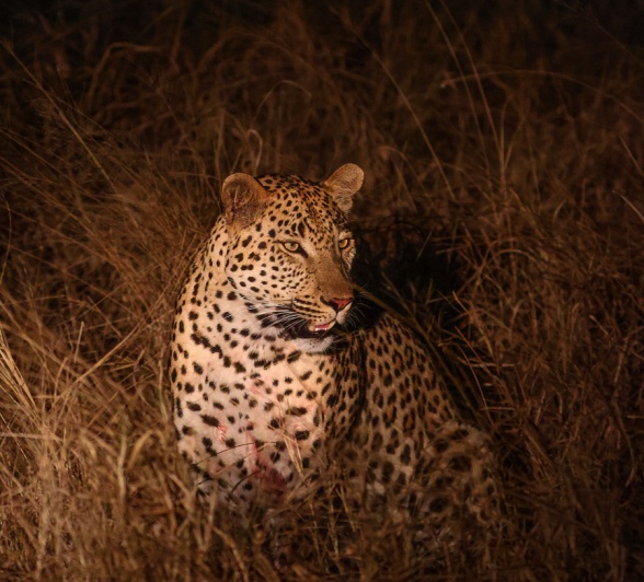 Sabi Sabi Ruan Mey Leopard In Bush