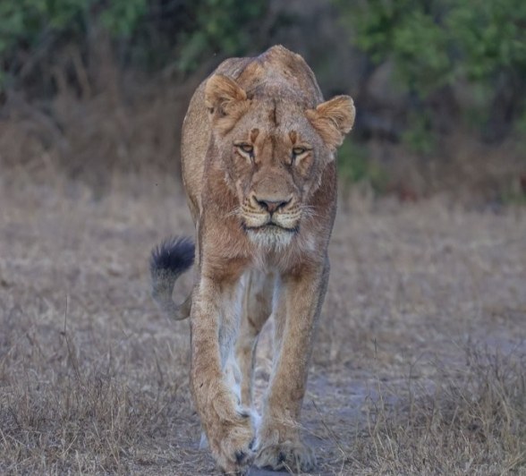 Sabi Sabi Ruan Mey Southern Pride Membe