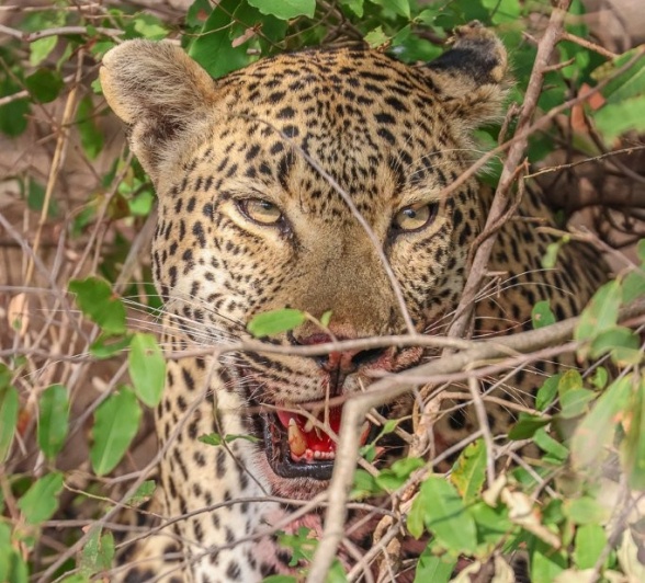 Khulwana, a male leopard, is spotted on a game drive from Sabi Sabi. Khulwana, a male leopard, is spotted on a game drive from Sabi Sabi.