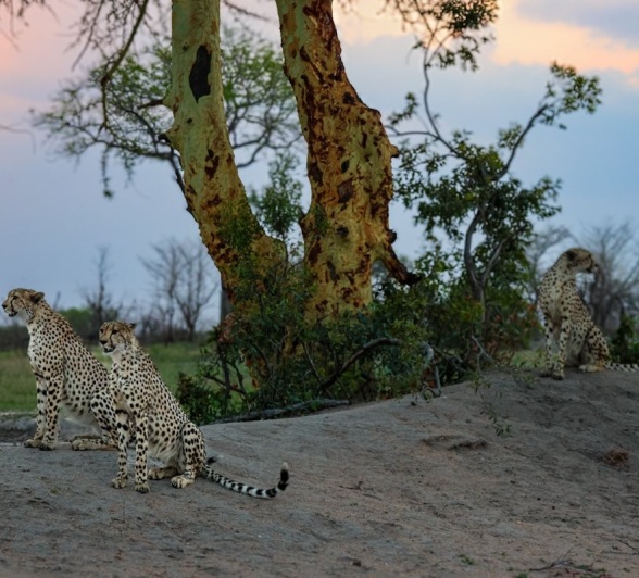 Sabi Sabi Jan Nel Cheetah Sunset At Waterhole Sabi Sabi Jan Nel Cheetah Sunset At Waterhole