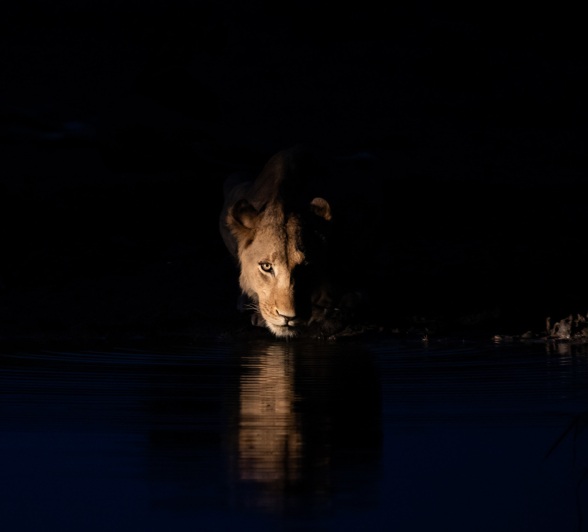 A lion steps to a water source during total darkness
