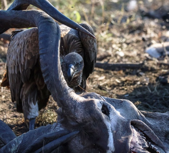  These animals play a vital role in our ecosystem by cleaning up all dead animal matter and preventing a very bad smell all around the bush. 