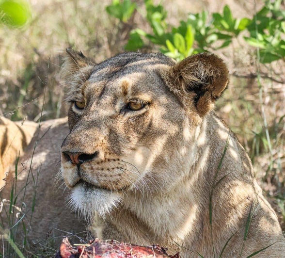 The Talamati lionesses enjoyed a meal of a blue wildebeest they had taken down. The Talamati lionesses enjoyed a meal of a blue wildebeest they had taken down.
