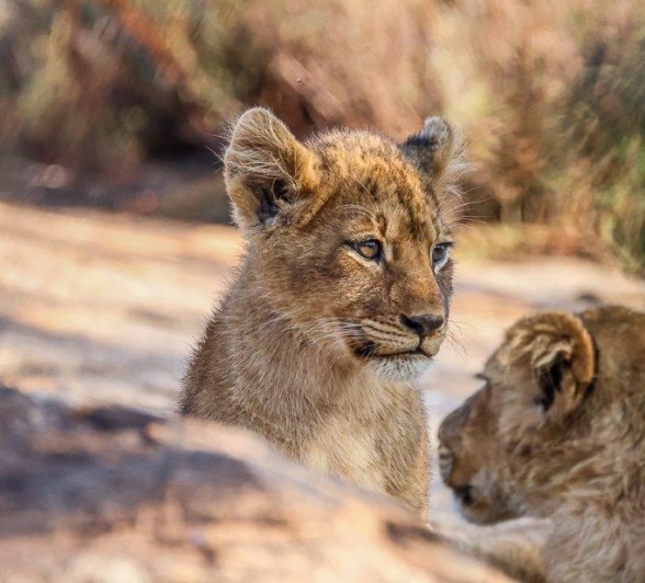 Warming their little bodies after a cold winter’s evening Warming their little bodies after a cold winter’s evening