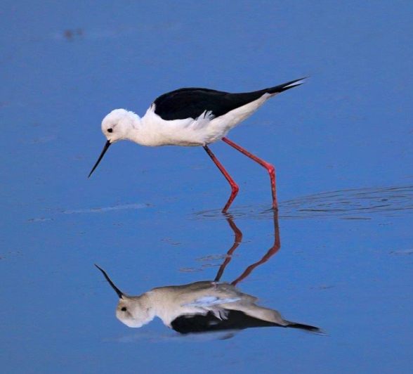 Black-winged Stilt carefully wading through the shallow waters, looking for food as waterholes dry up. Black-winged Stilt carefully wading through the shallow waters, looking for food as waterholes dry up.