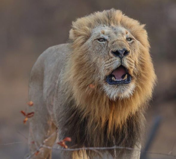 Sabi Sabi Ronald Mutero Gijima Roar Sabi Sabi Ronald Mutero Gijima Roar