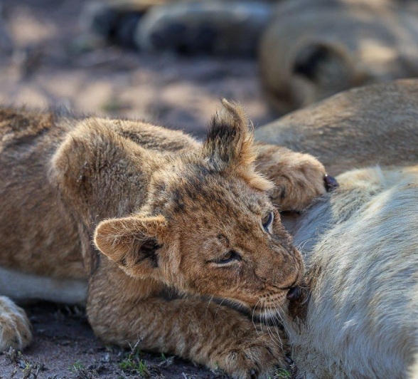 Sabi Sabi Ruan Mey Msuthlu Cubs Suckling Sabi Sabi Ruan Mey Msuthlu Cubs Suckling