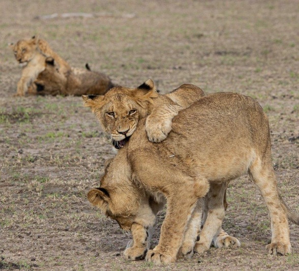 Sabi Sabi Ronald Mutero Msuthlu Pride Cubs Sabi Sabi Ronald Mutero Msuthlu Pride Cubs